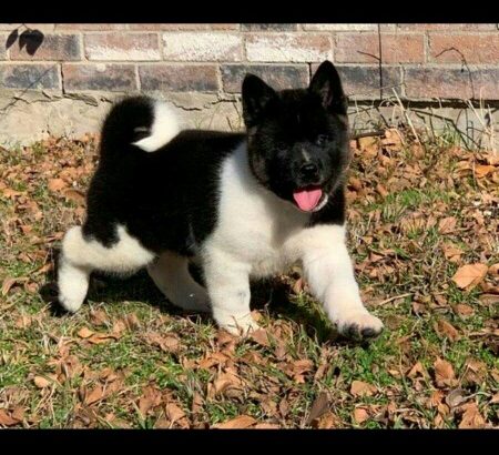 Male ad female lovely AKita puppies ready now