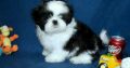 sweet dreams shihtzu puppies for sale