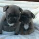 French bulldog puppies ready now