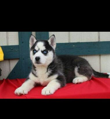 blue eyes husky puppies for sale