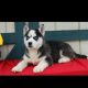 blue eyes husky puppies for sale