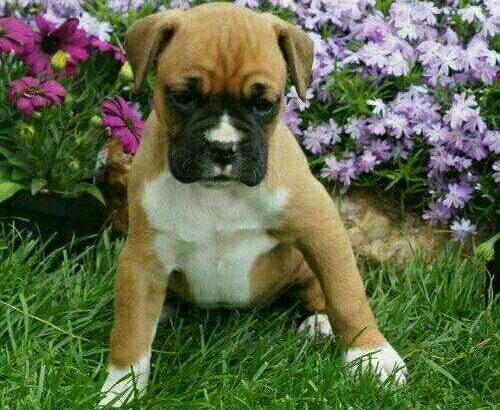 George lovely boxer puppies for sale