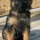pure German Shepherd puppy for sale