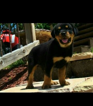 Male and female rottweiler puppies