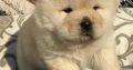 chow chow puppy for sale for a good home