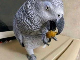 Congo African grey parrot for sale!!!