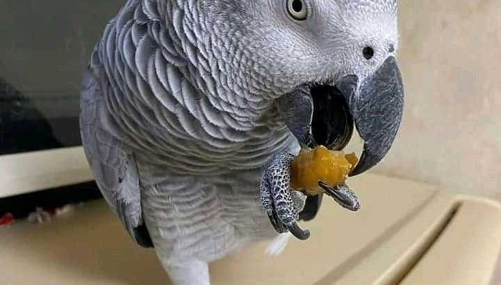 Congo African grey parrot for sale!!!