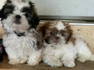 lovely male and female shihtzu puppies available for Rehoming