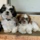 lovely male and female shihtzu puppies available for Rehoming
