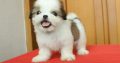 Shih Tzu puppies available for adoption