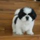 Shih Tzu puppies available for adoption