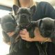 French Bulldog puppies available for sale.