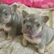 French Bulldog puppies available for sale.