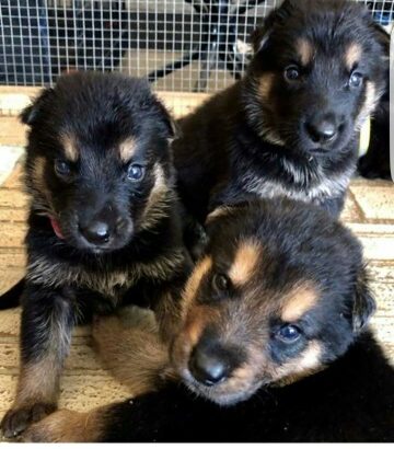 German Shepherd puppies available for sale.