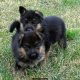 German Shepherd puppies available for sale.