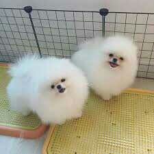 Lulu Pomeranian Mini Toy Puppies Gift for free adoption,