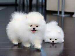 Lulu Pomeranian Mini Toy Puppies Gift for free adoption,