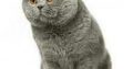 Adorable British Shorthair Kitty Gift,