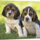 Beagle puppies Gift,
