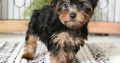 yoshie puppies Adorable Gift yoshie puppies,Free adoption