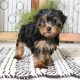yoshie puppies Adorable Gift yoshie puppies,Free adoption