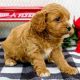 Lovely sweet cavapoo puppies ready for sale