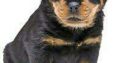 sweet rottweiler puppies for sale