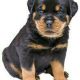 sweet rottweiler puppies for sale