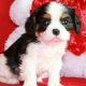 handsome beautiful Cavaliers king Charles puppy