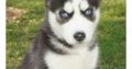 blue eyes husky puppies ready now for sale