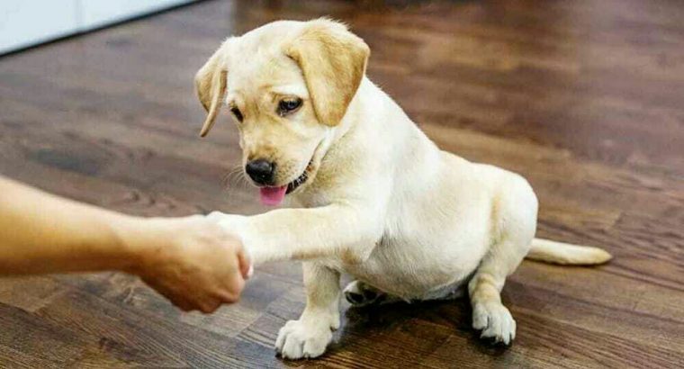 Gorgeous Labrador Puppies Gift,