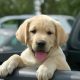 Gorgeous Labrador Puppies Gift,