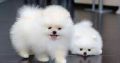 Lulu Pomeranian Mini Toy Puppies Gift,
