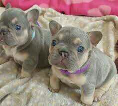 Cheap French Bulldog Puppies Gift,