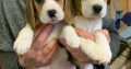 Beagle puppies Gift,