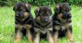 German Shepherd Puppies Fantastic Gift,