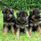 German Shepherd Puppies Fantastic Gift,