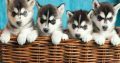 Gift Precious Siberian Husky Puppies.