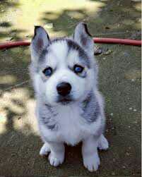 Gift Precious Siberian Husky Puppies.