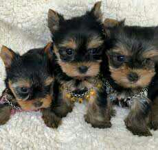 Yorkshire Terrier Mini Toy Puppies For Sale.