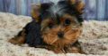 Yorkshire Terrier Mini Toy Puppies For Sale.