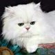 Adorable Persian Kittens Gift,
