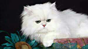 Adorable Persian Kittens Gift,