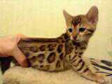 Bengala Kittens Fantastic Gift,