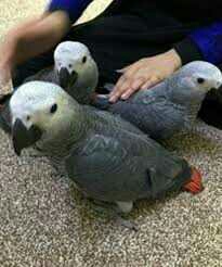 Parrots Yaco Papillero gift with excellent pedigree,