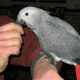 Parrots Yaco Papillero gift with excellent pedigree,