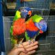 Spoken gift and intelligent parrots Macaws,