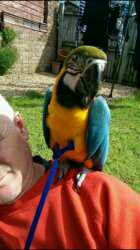 Spoken gift and intelligent parrots Macaws,