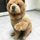 Chow Chow Puppies Litter Gift,