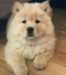 Chow Chow Puppies Litter Gift,